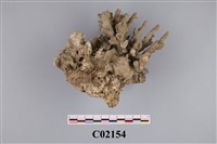 藏品(珊瑚化石)的圖片